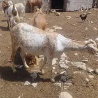 سلام فروش بز نقشی صلاله آبستن نزدیک شکم دوم