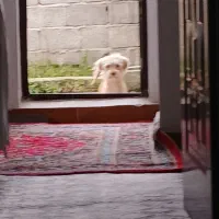 سگ شیتزوماده