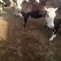 شیر گاو سیمینتال|خوردنی و آشامیدنی|هشتگرد, شهرک کوثر|دیوار