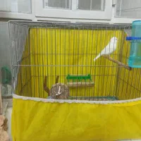 قناری وایت فاکتور