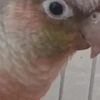 گرینچیک|پرنده|مشهد, هفت تیر (نه دره)|دیوار