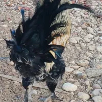 خروس محلی اصل و مرغ کرچ|حیوانات مزرعه|شیراز, شهرک گلستان|دیوار