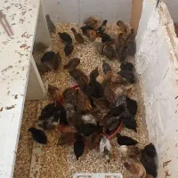جوجه مرغ وخروس ۲ ماهه