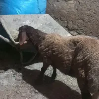 بره ریز قلم