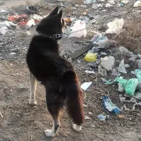 توله هاسکی نر.