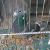 سلام کفتر مگسی شاه پر سفید فروشی .|پرنده|سمنان, |دیوار