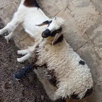 فرش .. بره و کهره چاق  جفت 12500