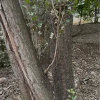 فروش درخت قلمه /درروستای ارزنق