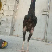 خروس|حیوانات مزرعه|میناب, |دیوار