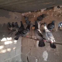 کبوتر پلاکی در شهر خنچ|پرنده|شیراز, ارم|دیوار