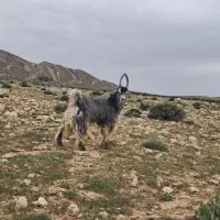 پازن بز کهره شاخ انبری