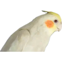 جیکو