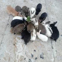دونه ای ۲۰۰