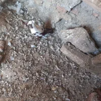 کبوترقارنی قره وککیلی|پرنده|اردبیل, |دیوار