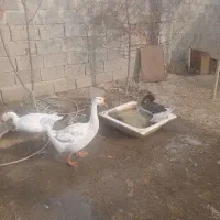 قوغاز|پرنده|مرند, |دیوار