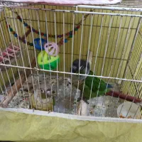 فروش پرنده گرنچینک|پرنده|بندر ماهشهر, |دیوار