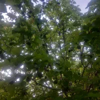 باغ|خدمات باغبانی و درختکاری|آباده, |دیوار