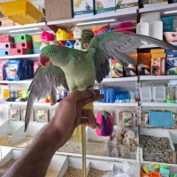 جوجه شاه طوطی ۵ ماهه|پرنده|فردیس, شهرک وحدت|دیوار