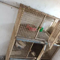 قفس جفتی کبوتر
