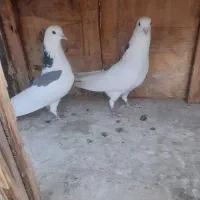 ک/ف/ت/ ر/ کبوتر