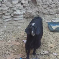 گوسفند چاق وچله|حیوانات مزرعه|سراوان, |دیوار