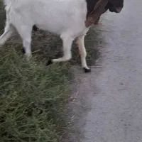 بز نر برای فروش