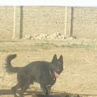 سگ ژرمن|سگ|کرج, مهرویلا جنوبی|دیوار