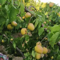 باغ|فروش خانه و ویلا|خلجستان, |دیوار