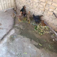 مرغ و خروس فروشی|حیوانات مزرعه|شیراز, میانرود|دیوار