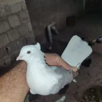 کبوتر
