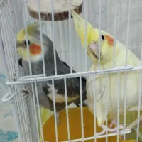 عروس هلندی|پرنده|فلاورجان, |دیوار