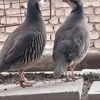 تخم تخ نطفه دار پرنده طبیعی و بومی