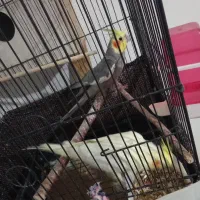 یک جفت عروس هلند سالم با همراه7تا تخم