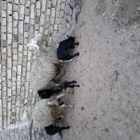 تعداد۲ راس گوسفند