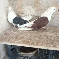 کفتر پرشی حسابی و دوکت|پرنده|میلاجرد, |دیوار