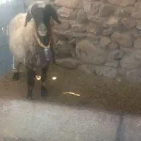 میش