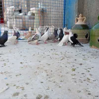 کفتر پلاس طوقی دم سفید دم سیاه