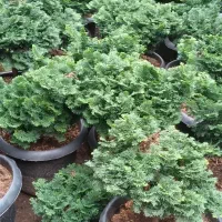 نانا وصال|حراج|چابکسر, |دیوار