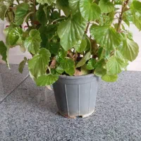 گل عروس|گل و گیاه طبیعی|کرمانشاه, |دیوار