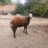 گوسفند قوچ