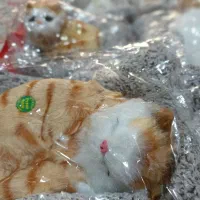 عروسک گربه موزیکال