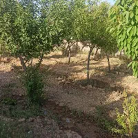 باغ داخل بافت سند دار امتیازات کامل