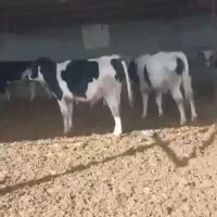 گوساله نرهلشتاین نیم گوشت