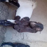 کهره نر با چای ماده