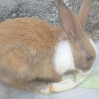 خرگوش