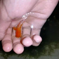 ماهی تترامولی وگلدفیش وکوریدوراس وشریمپ خزه کریسمس|ماهی|صدرا-فارس, فاز ۱|دیوار