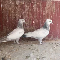 کفتر کبوتر سینه طوقی کله ای پلاکی دمسفید دوکت|پرنده|شیراز, رکن‌آباد|دیوار