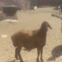 دوتا بره ماده افشار