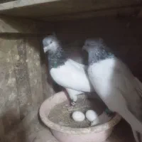 2جفتی سالم زات دار