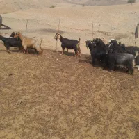 بز فروش حراج معاوضه با گوسفند داشتی|حیوانات مزرعه|آبدانان, |دیوار